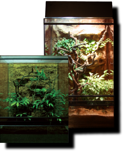 Kaméleon terrárium